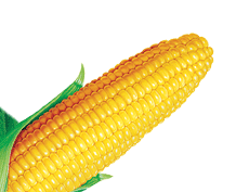 Corn PNG image-5287